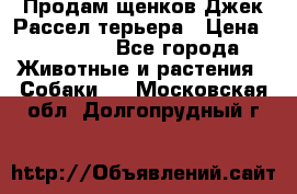 Продам щенков Джек Рассел терьера › Цена ­ 25 000 - Все города Животные и растения » Собаки   . Московская обл.,Долгопрудный г.